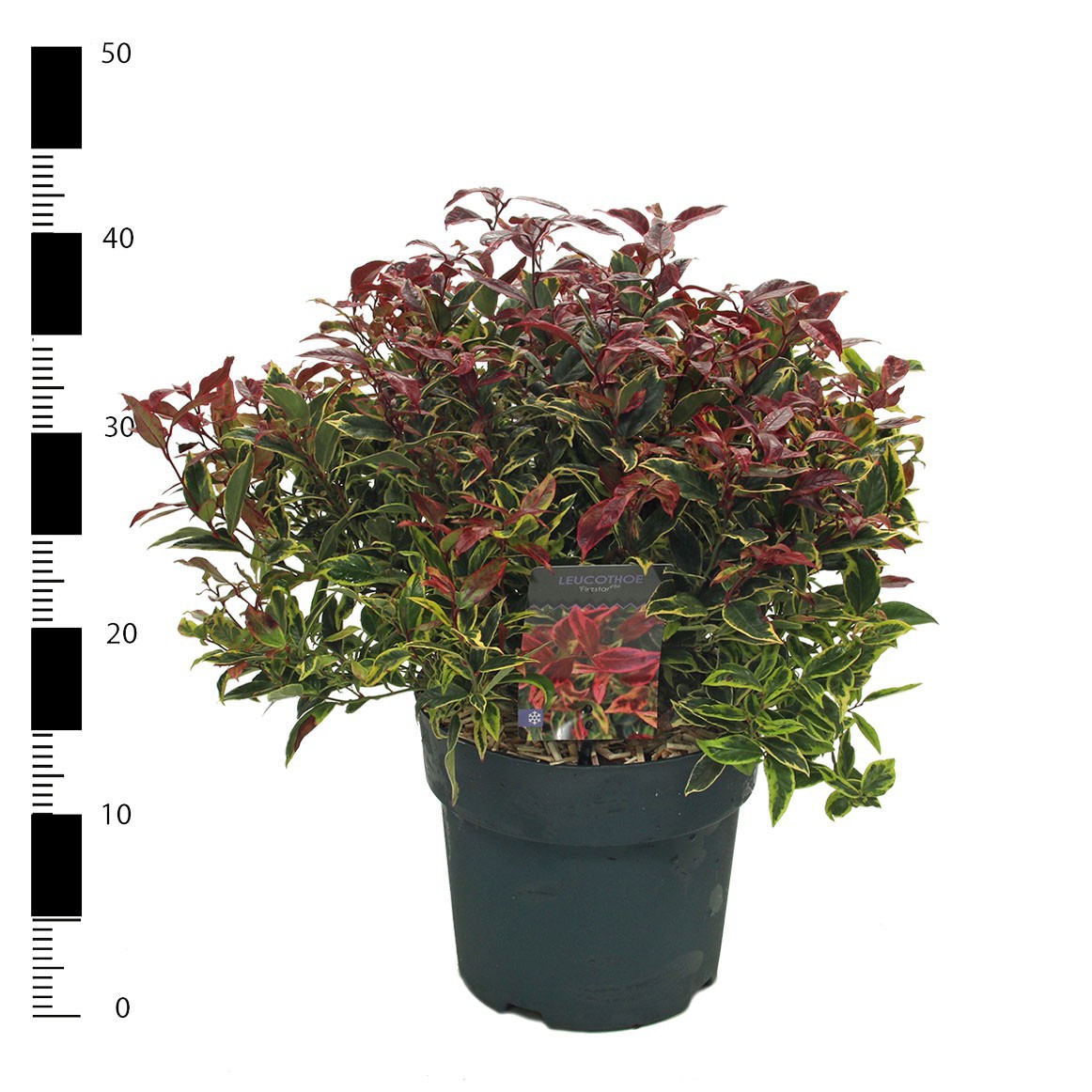 Leucothoe 'Firestar' PBR, D 23