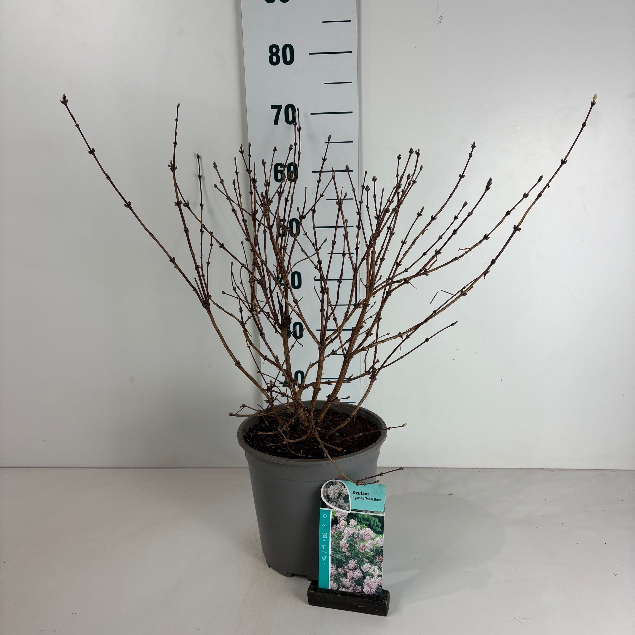 Deutzia hybrida Mont Rose, D 24