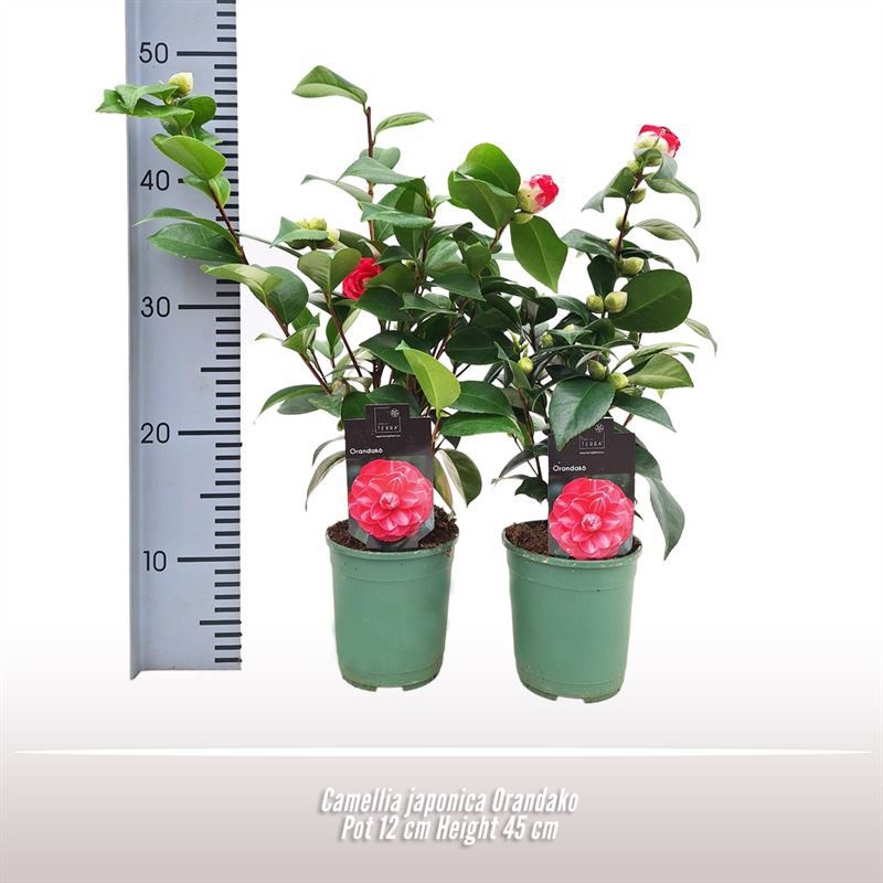 Camellia japonica Orandako, D 12