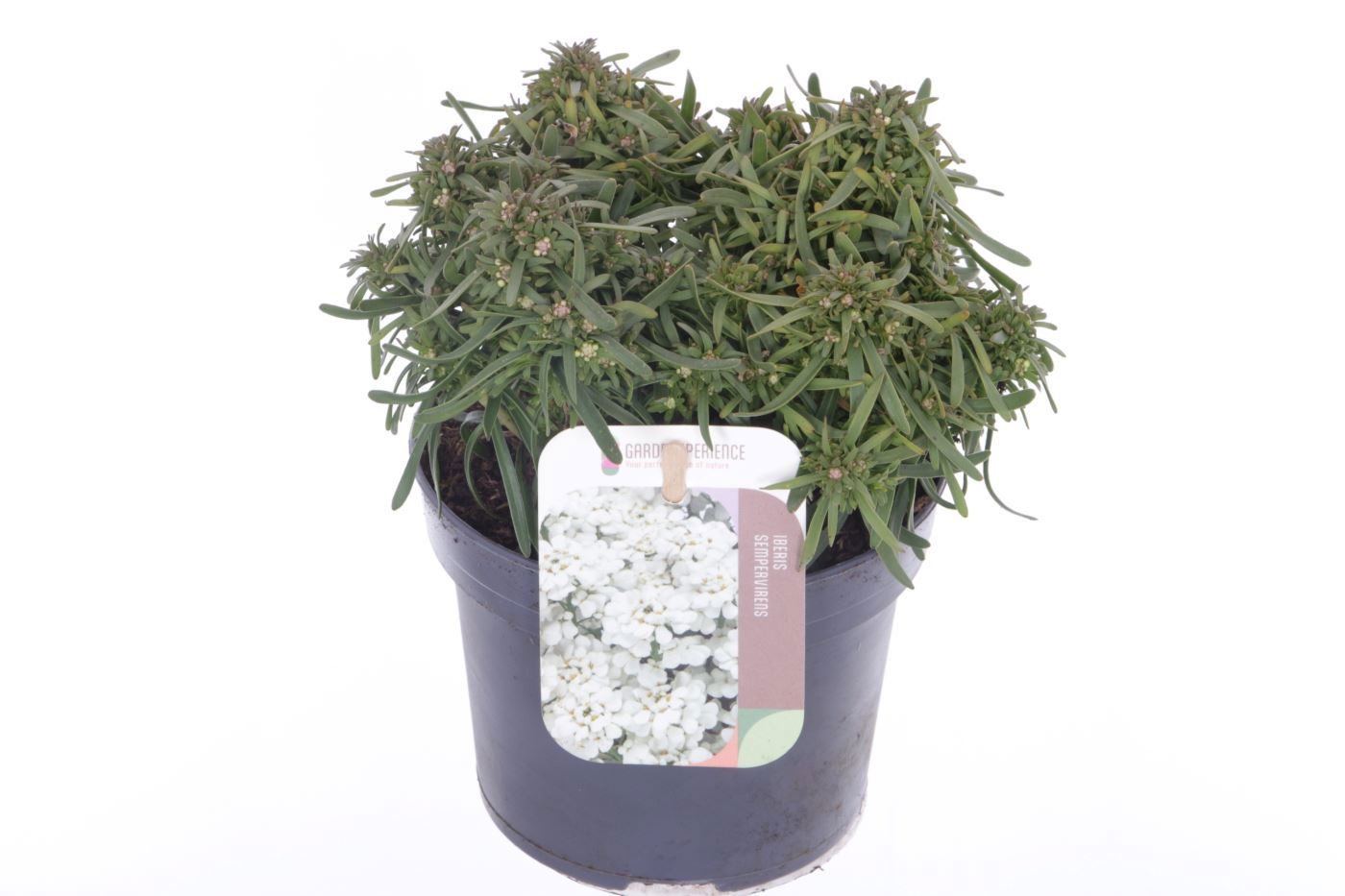 Iberis sempervirens Fischbeck, D 13