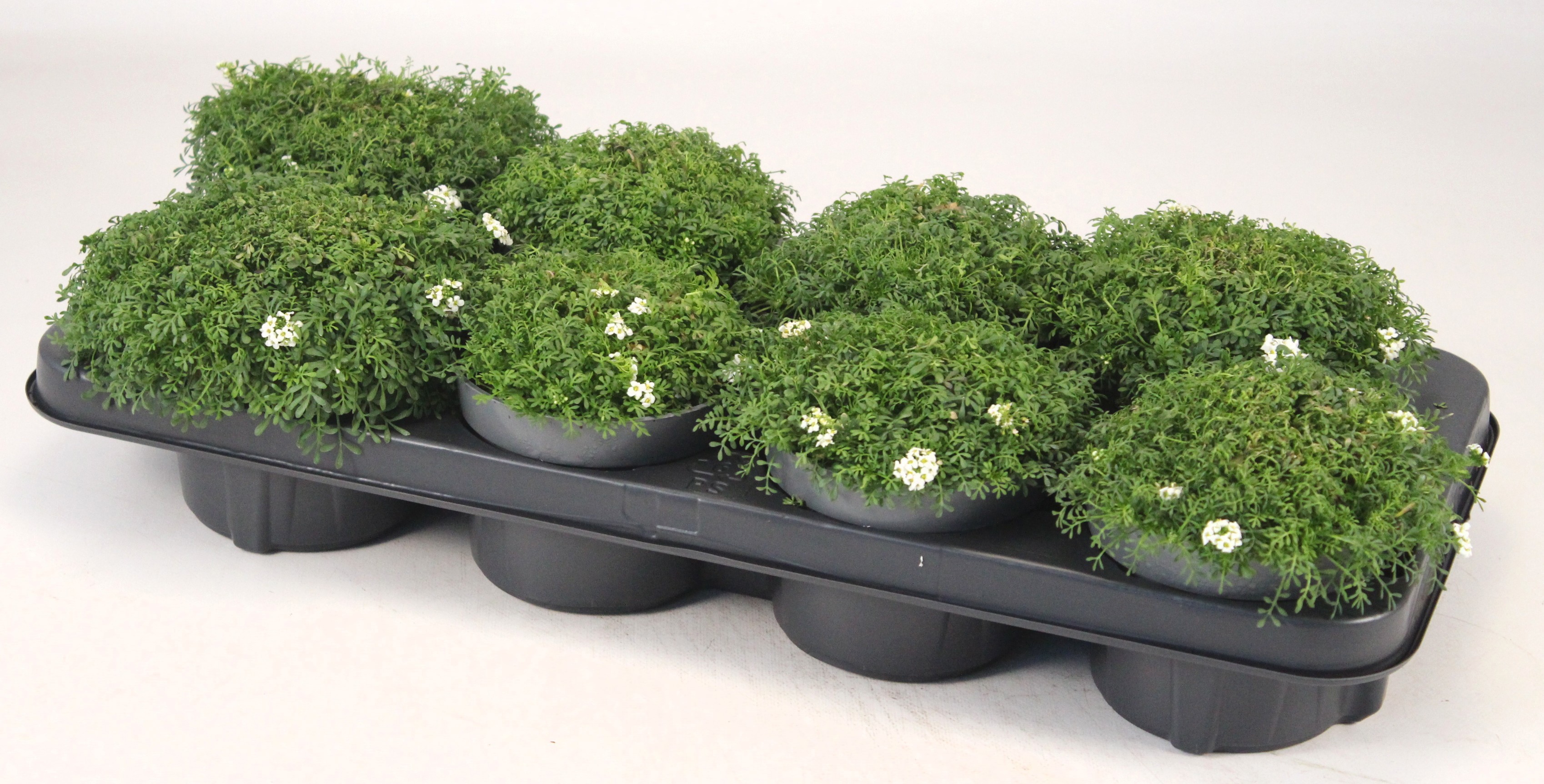 Pritzelago alpina T12, D 12