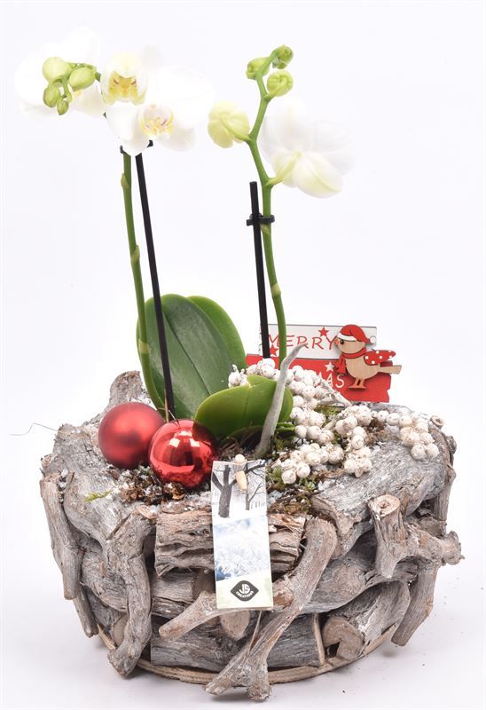 Natuur druivenhout 24cm, D 24 cm