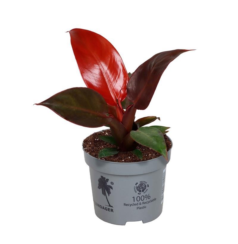 PHILODENDRON-HYBRID SUN RED, D 9 cm