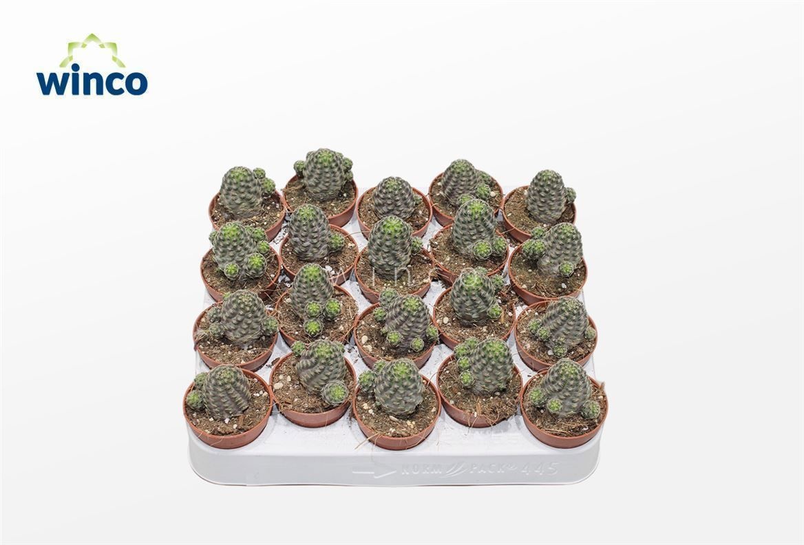 Rebutia Pigmea, D 5,5