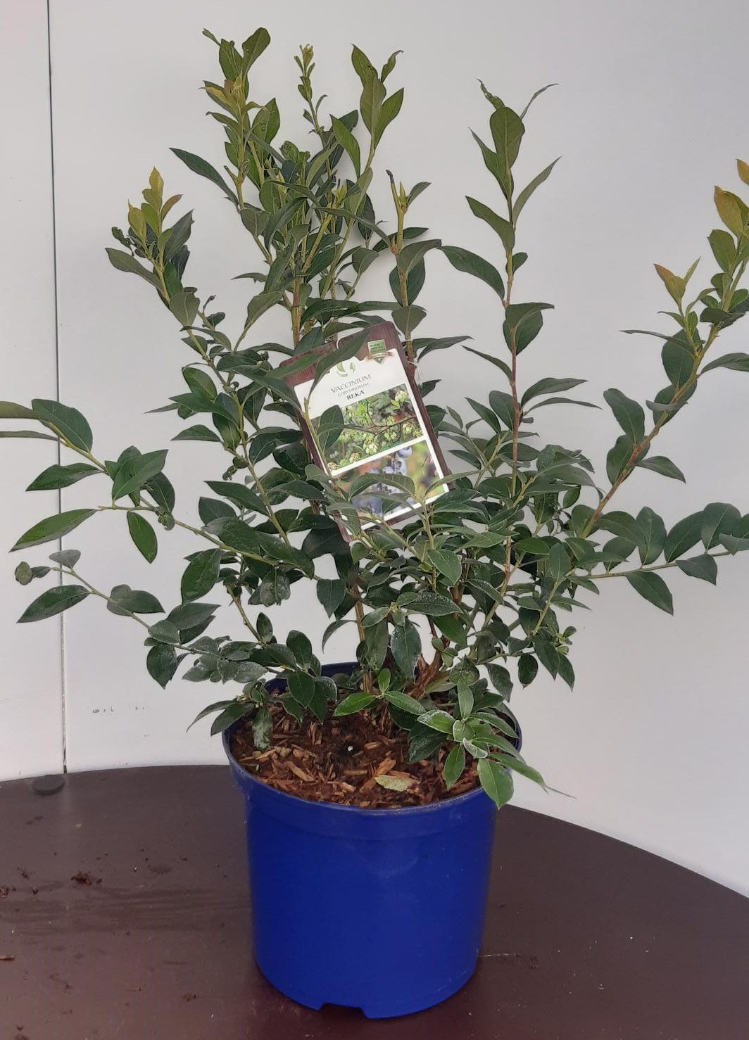 Vaccinium corymbosum Reka, D 22 cm
