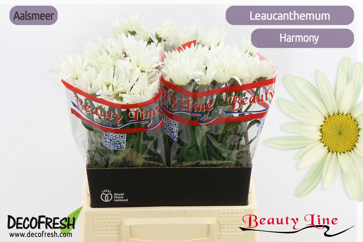 Леукантемум Хармони 45, шт.