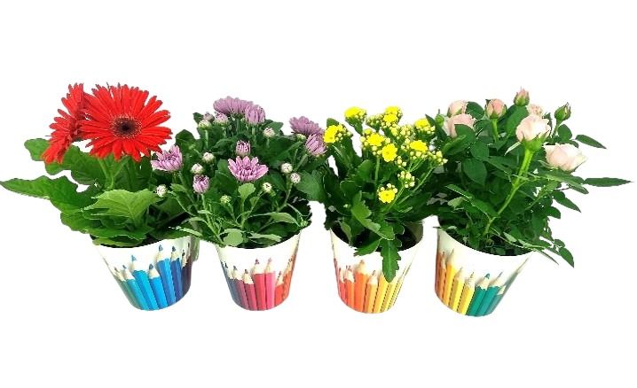 Bloeimix 12 cm - Back to School Potcover, D 12