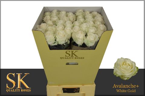 Роза од. Аваланш+ 80, шт.