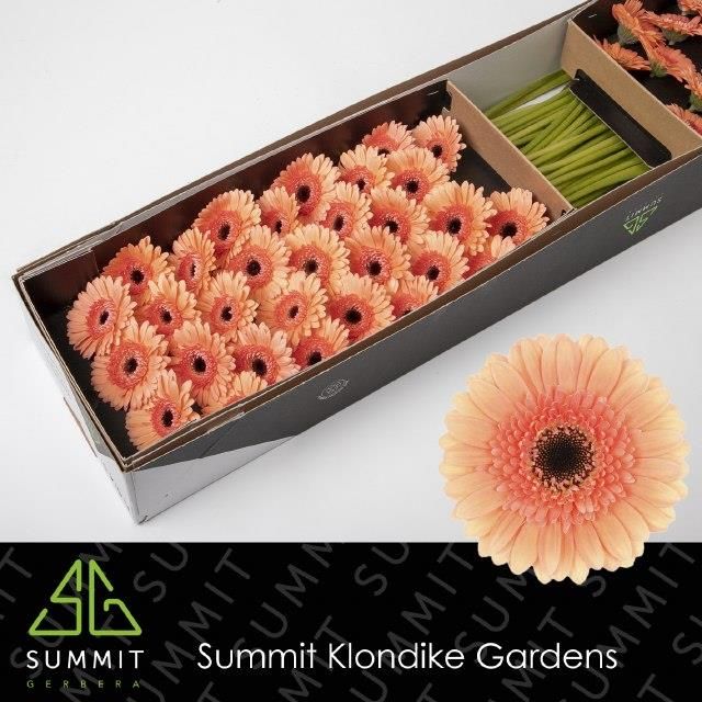 Гермини Кукис Энд Крим x60, шт. Гермини Кукис Энд Крим x60, шт.