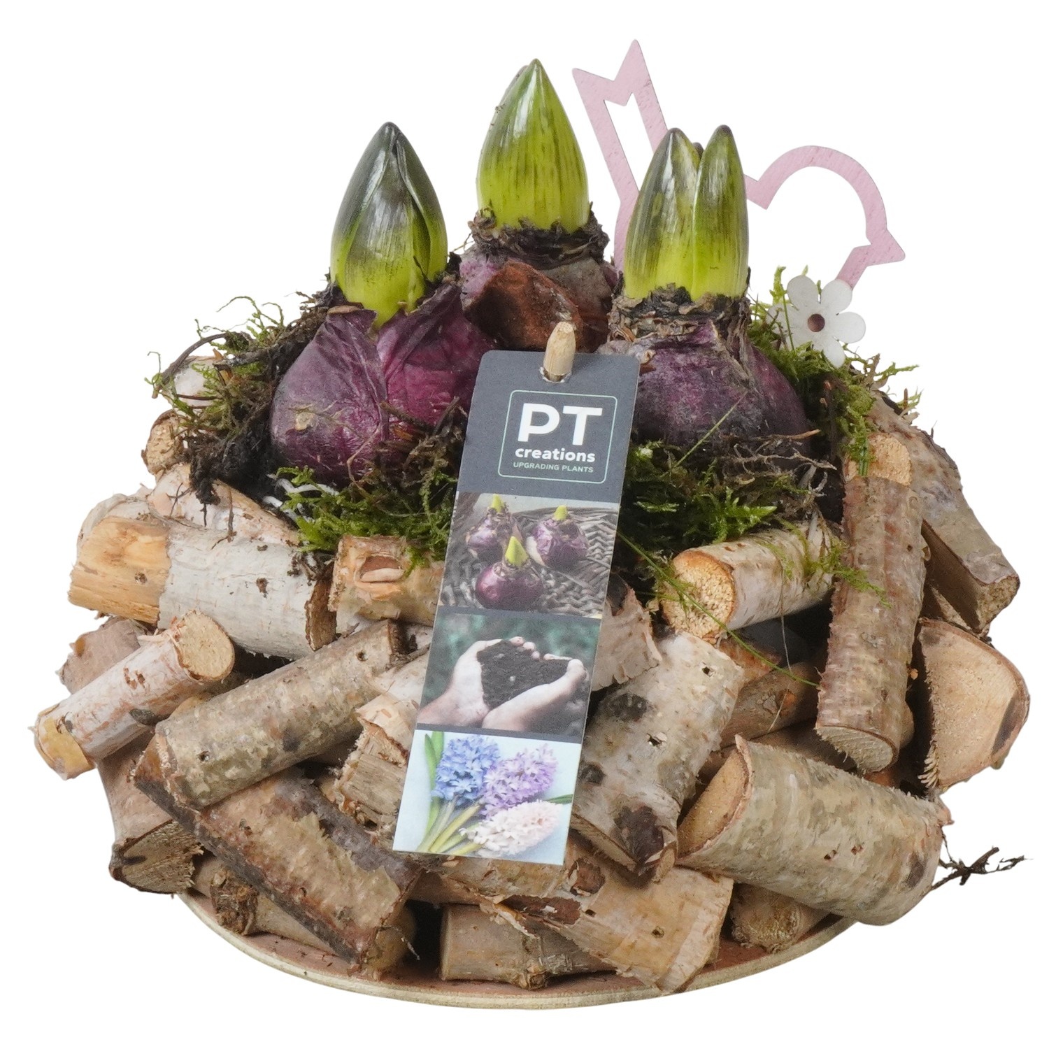 PTHC9183 Arrangement Hyacints in hout pot, D 20