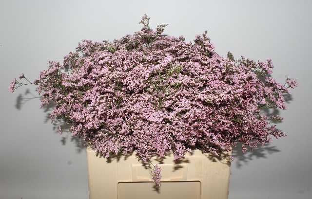 Лимониум Сафора Оши Пинк 60, шт.