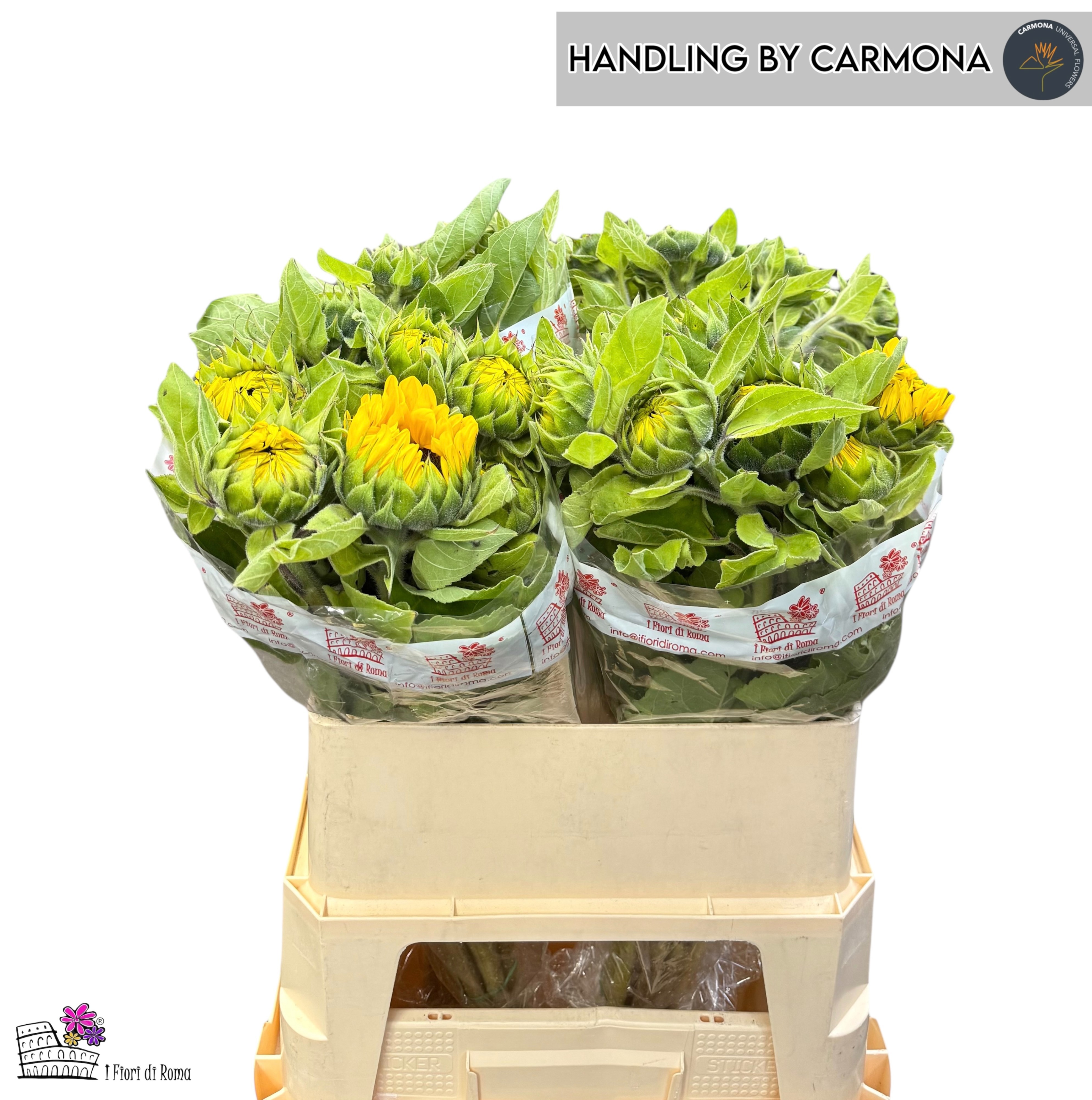 Гелиантус Винсент Чойс 80, шт. Гелиантус Винсент Чойс 80, шт.