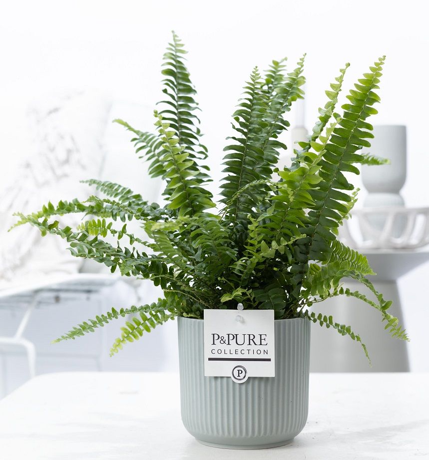 Nephrolepis Green Lady in P&PURE Sophie cer. green, D 12