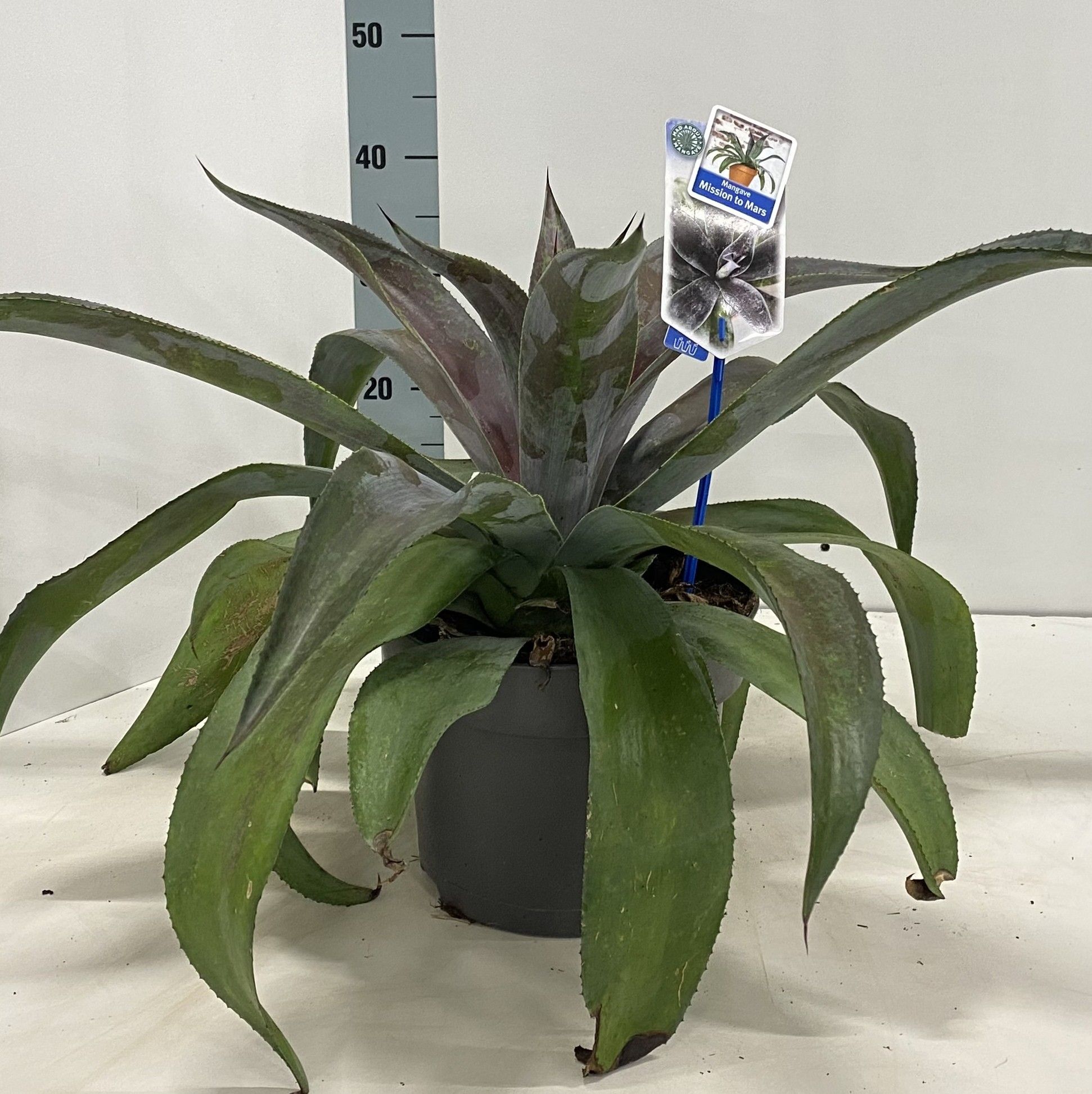 Mangave Mad about Mangave® ‘Mission to Mars’ PBR, D 23