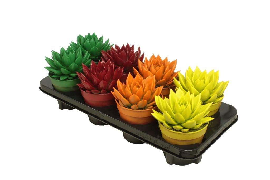 Miranda coloured autumn mix, D 12