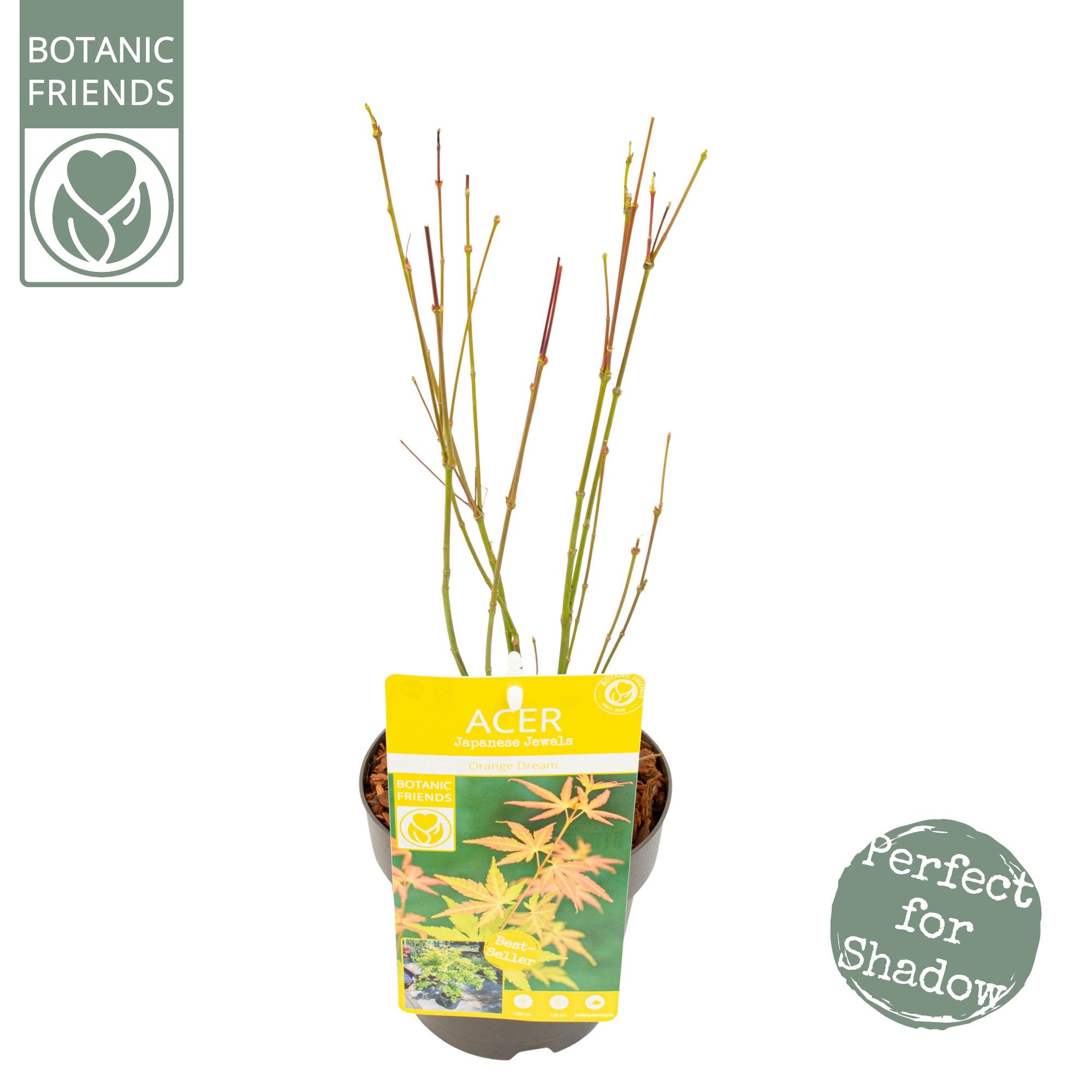 Acer palm. 'Orange Dream', D 15