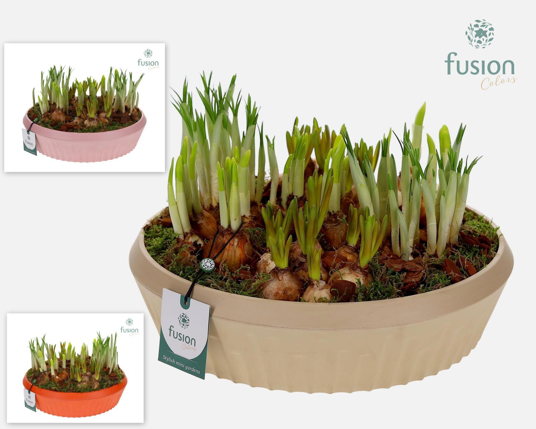 Biologisch afbreekbare schaal Large met Bollenmix, D 30