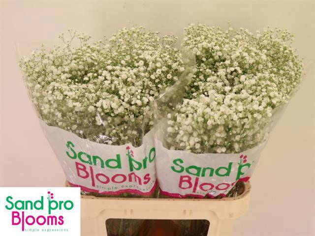 Гипсофила Экселенс 80, шт.