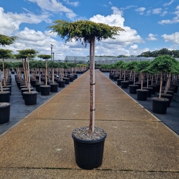 Juniperus comm. 'Goldschatz', D 31 cm