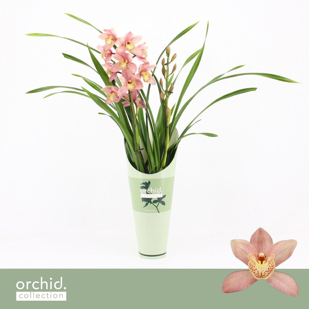 Cymbidium, Pink Summer 2-spike 'Orchid Collection' Potcover, D 12 cm
