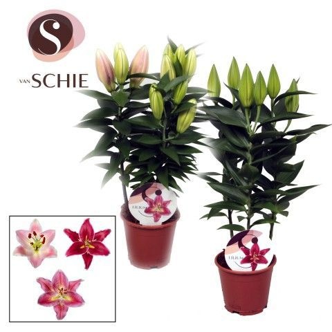 Oriental Roze 3pp, D 13