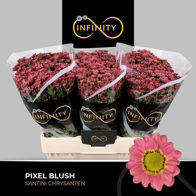 Сантини Пиксель Блаш, шт.