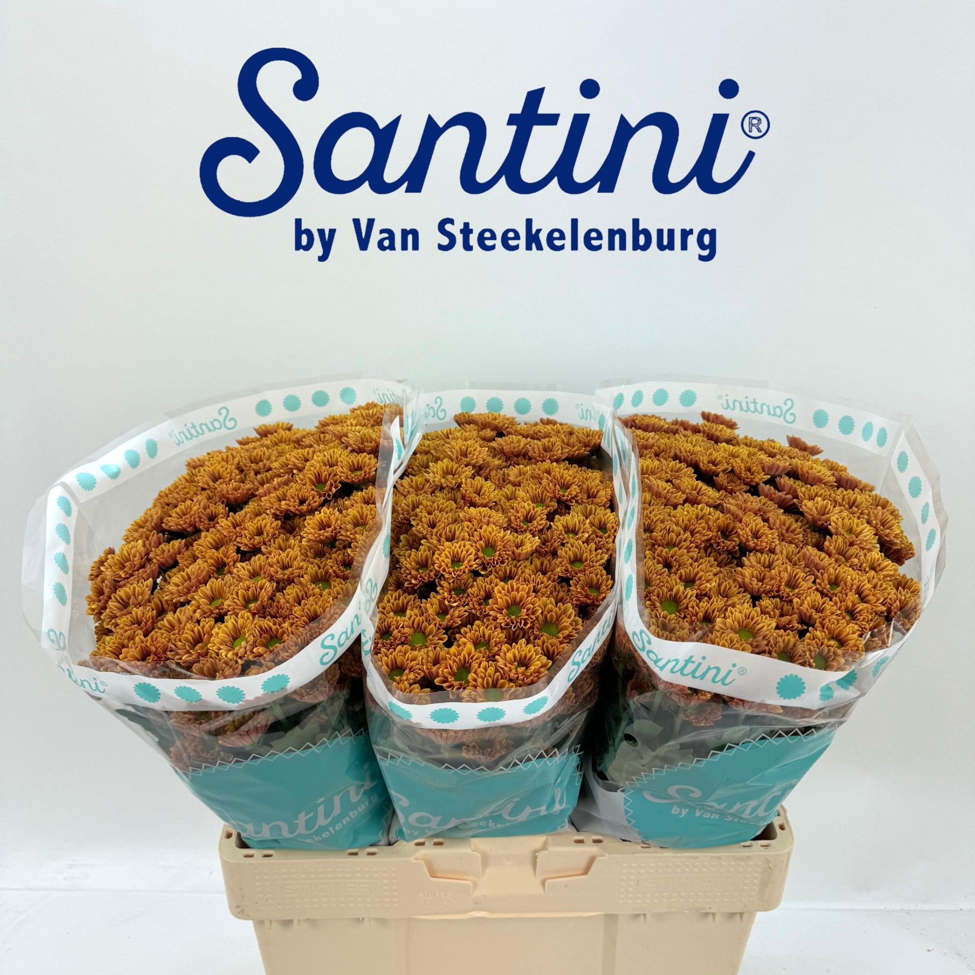 Сантини Кайндли Оранж, шт.