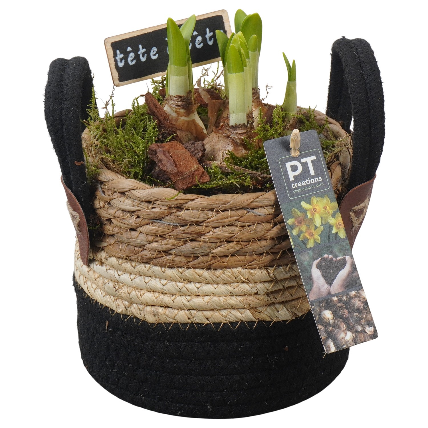 PTN8630 Arrangement Narcissus in rieten mand, D 13