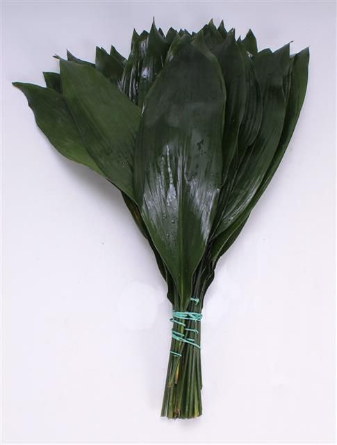 Аспидистра Элатиор 80, шт.