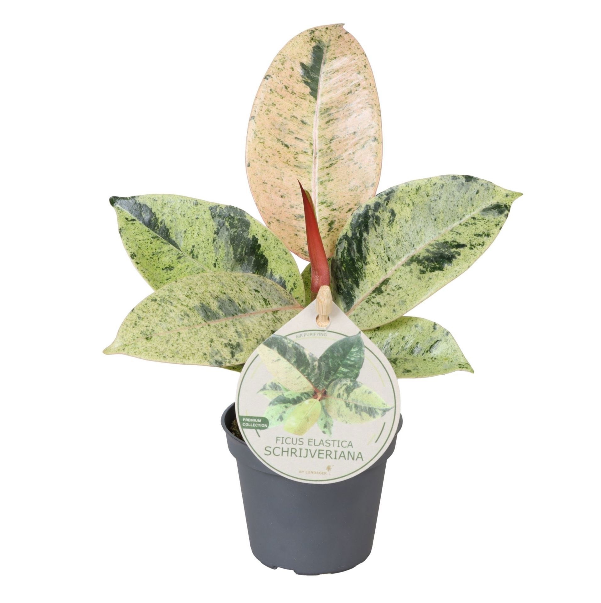 Ficus Elastica Schrijveriana W. Label 6 cm, D 6