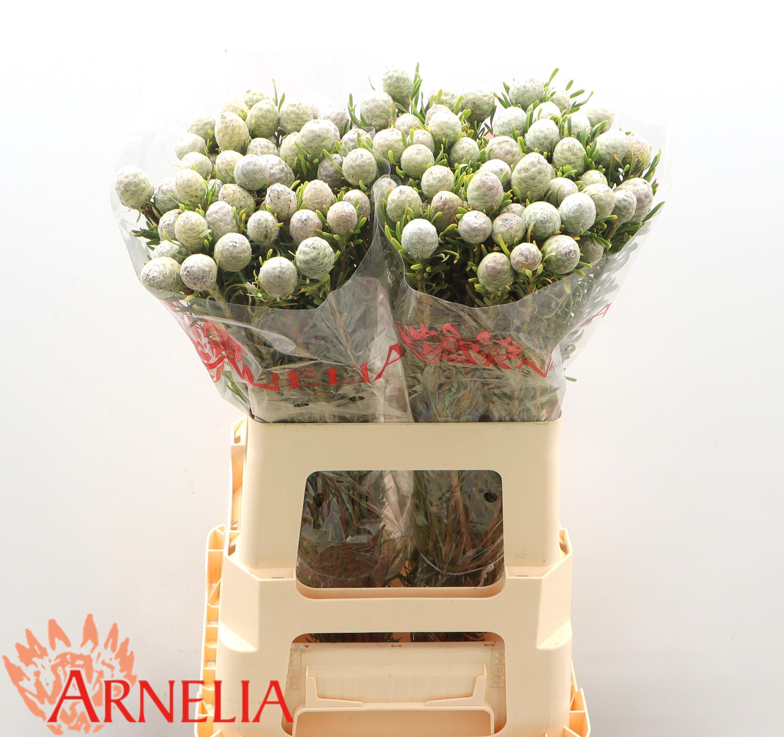 Леукадендрон Джейд Перл 60, шт.