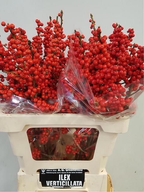 Илекс Красные ягоды 60, шт.