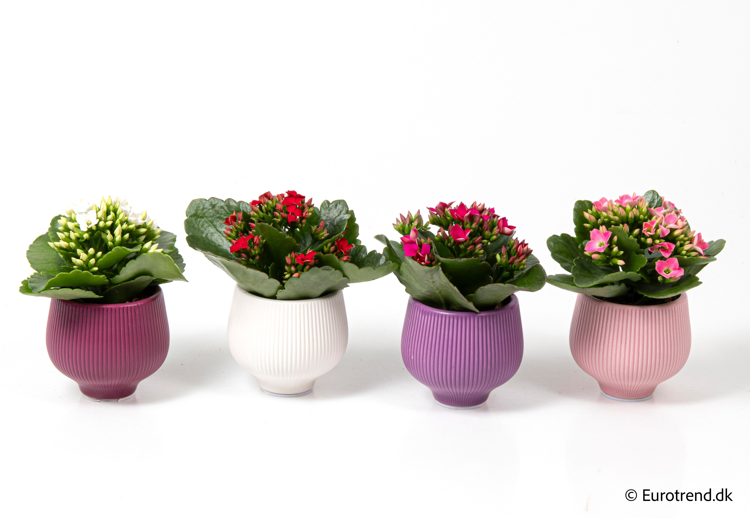 Kalanchoe in Valentine ceramic 2026, D 6