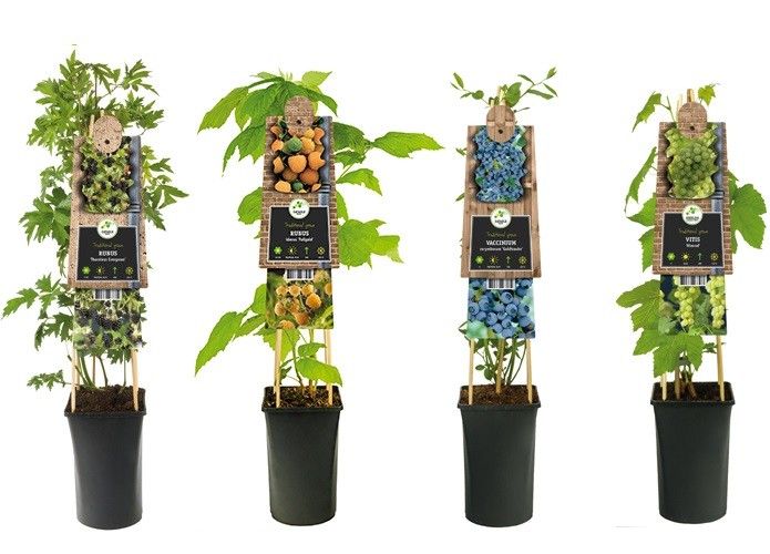 Mixshelf Fruit +3.0 label, D 17