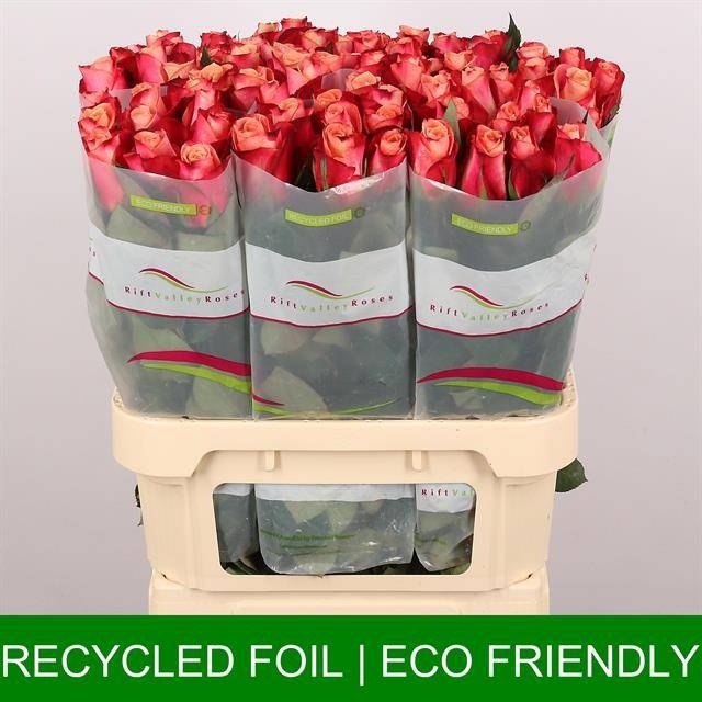 Роза од. Хелен 80, шт.