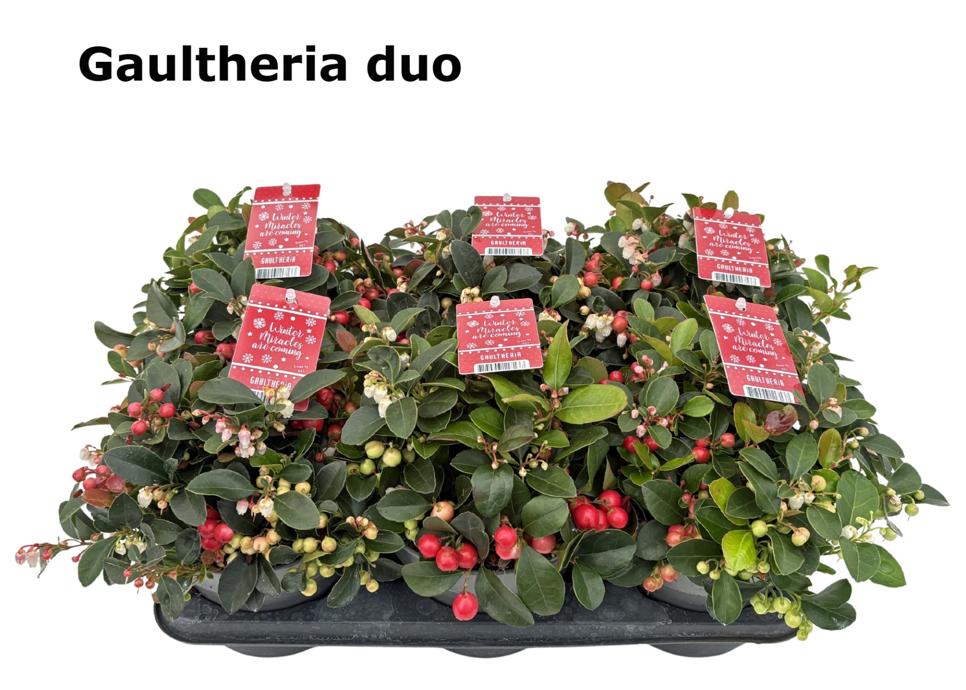 Gaultheria 14 cm DUO rode en witte bes, D 14 cm
