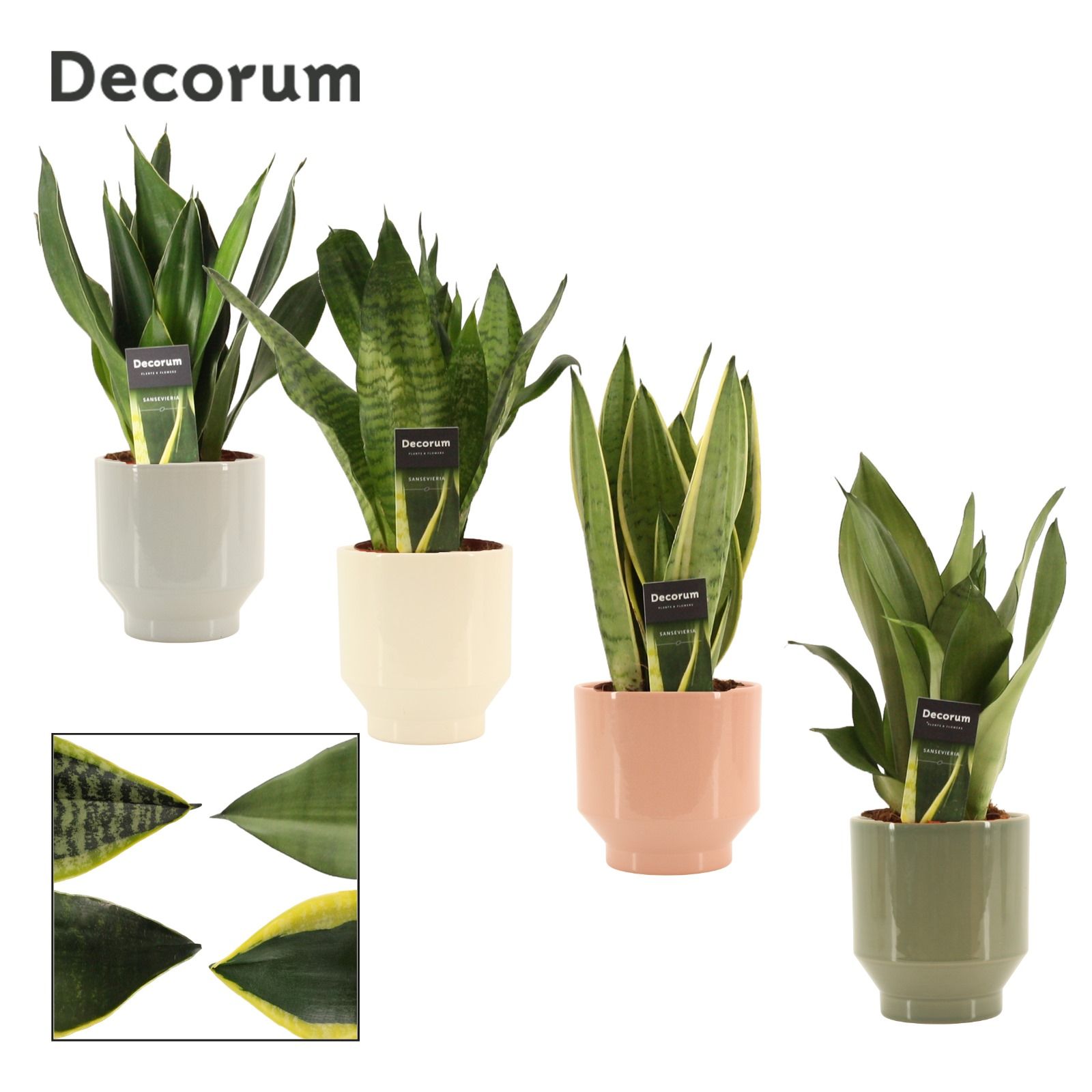 Sansevieria super mix 12 cm in Pato (Deco-collection), D 12 cm Sansevieria super mix 12 cm in Pato (Deco-collection), D 12 cm