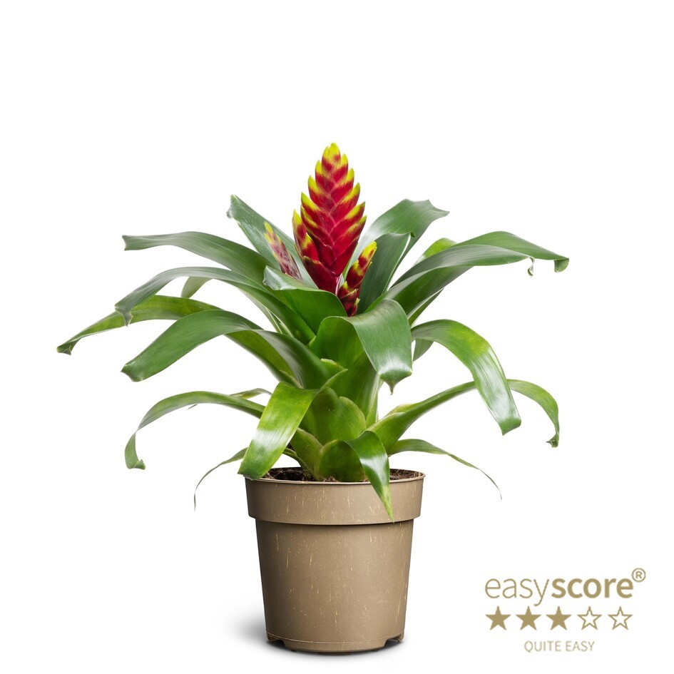 VRIESEA-HYBRID 'Vogue', D 11 cm