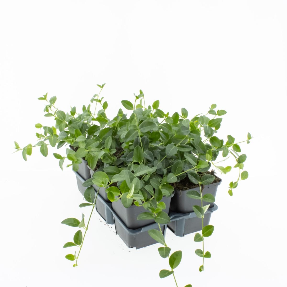 Vinca minor 'Gertrude Jekyll', D 9