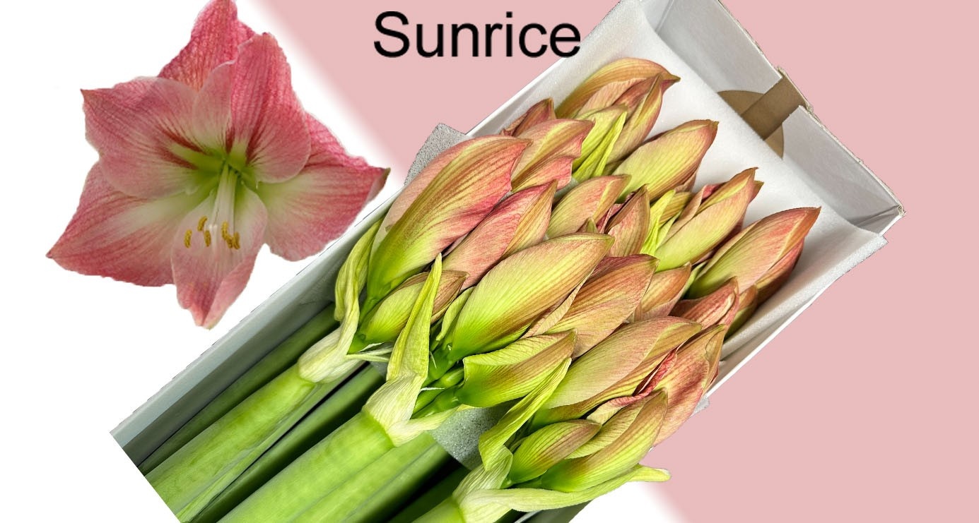 Амарилис Санрайз (светло-роз.) x10, шт.