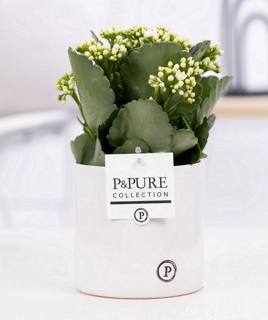 Kalanchoe white in P&PURE Essential ceramics white, D 12