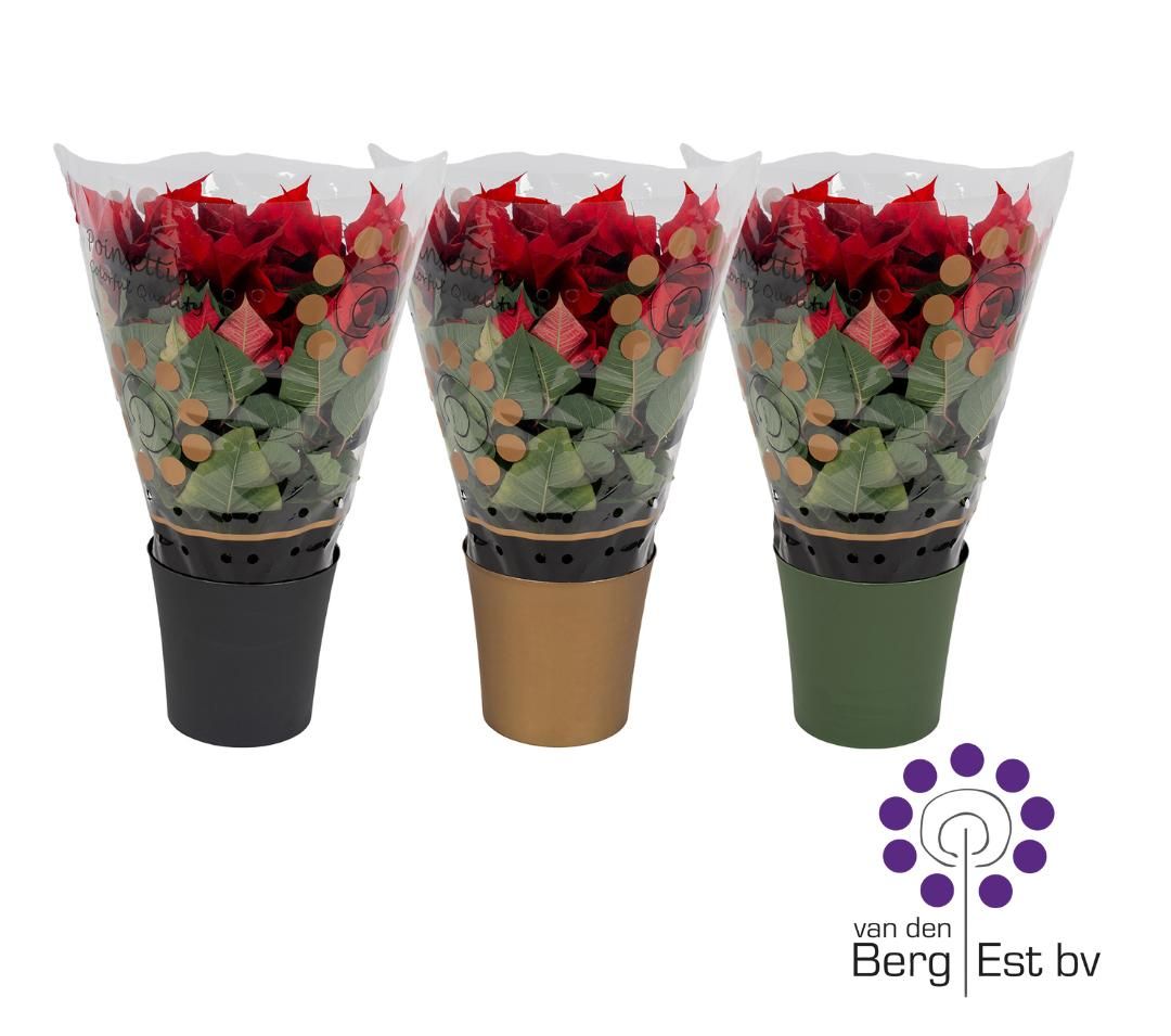 Euphorbia Pulcherrima (Poinsettia) Rood in decopot 17 CM, D 17 cm