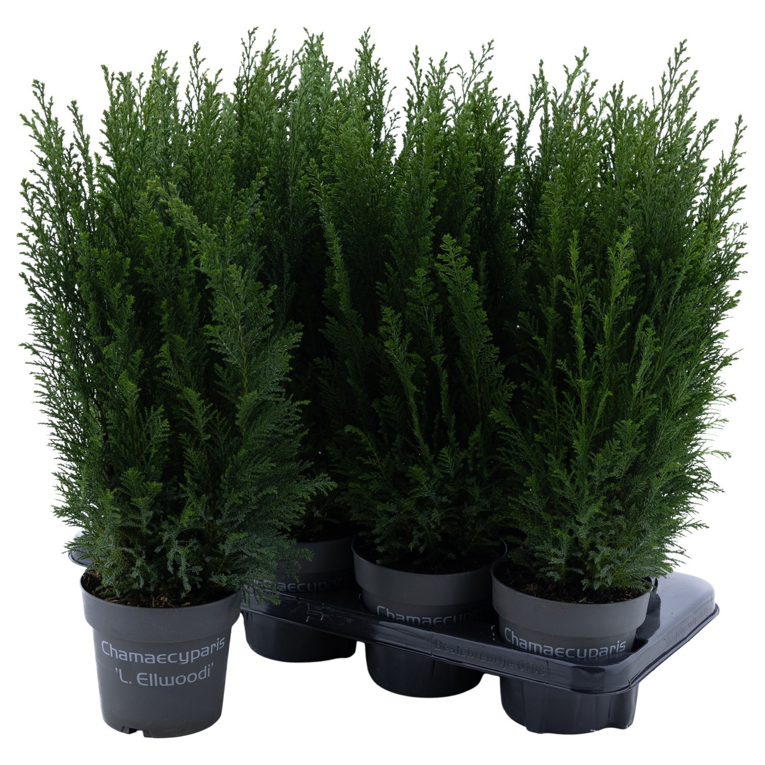 PTK2614 Ellwoodii, D 13