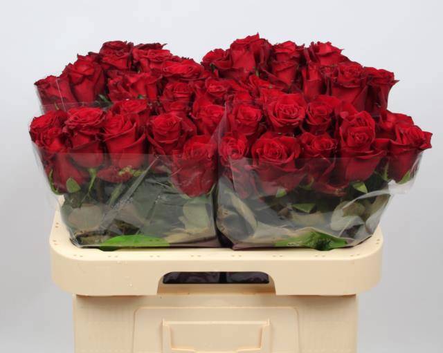 Роза од. Эвер Рэд 60, шт.