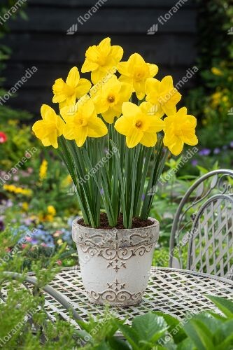 Narcis Lucky Number P23, D 23 cm