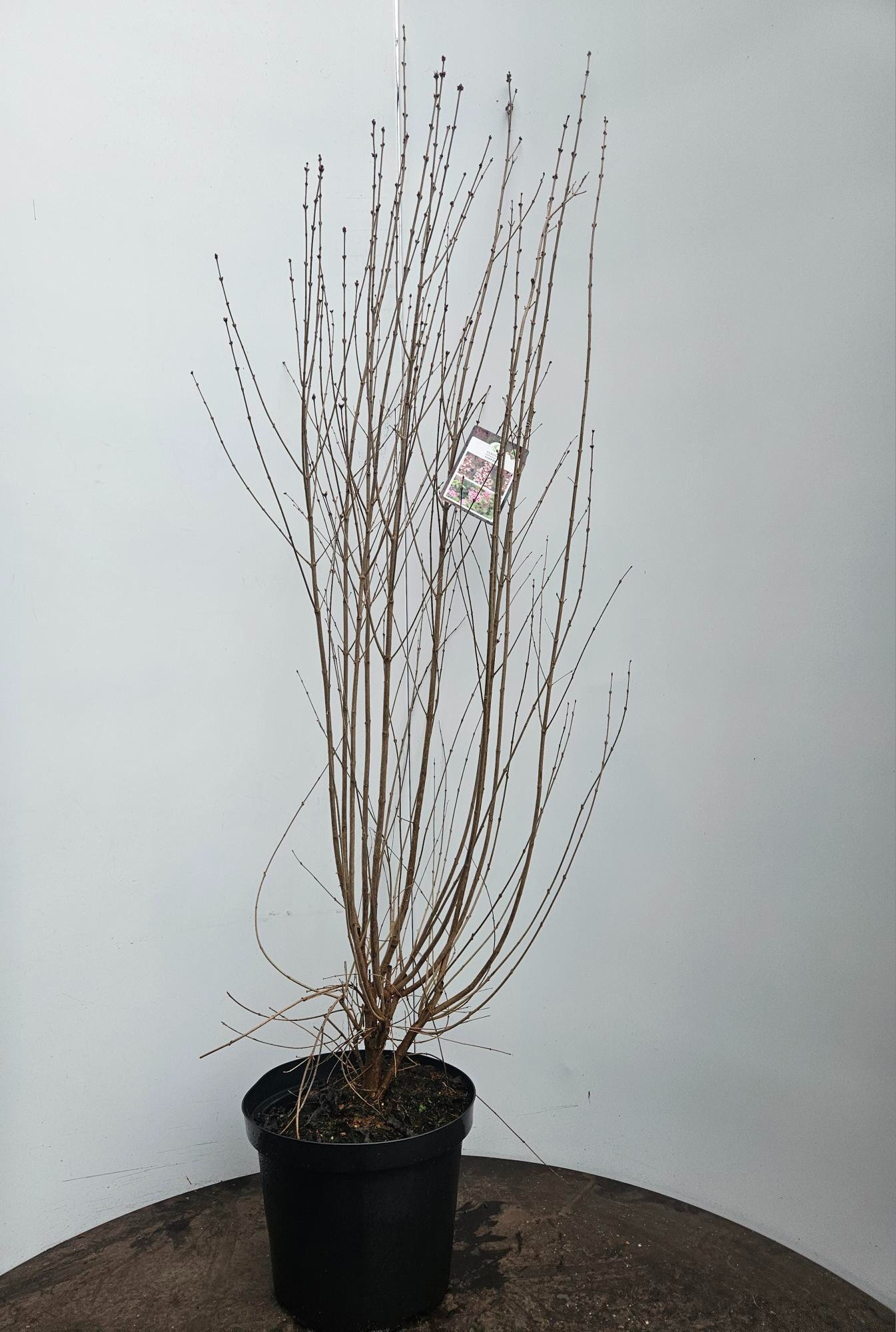 Syringa microphylla Superba, D 29