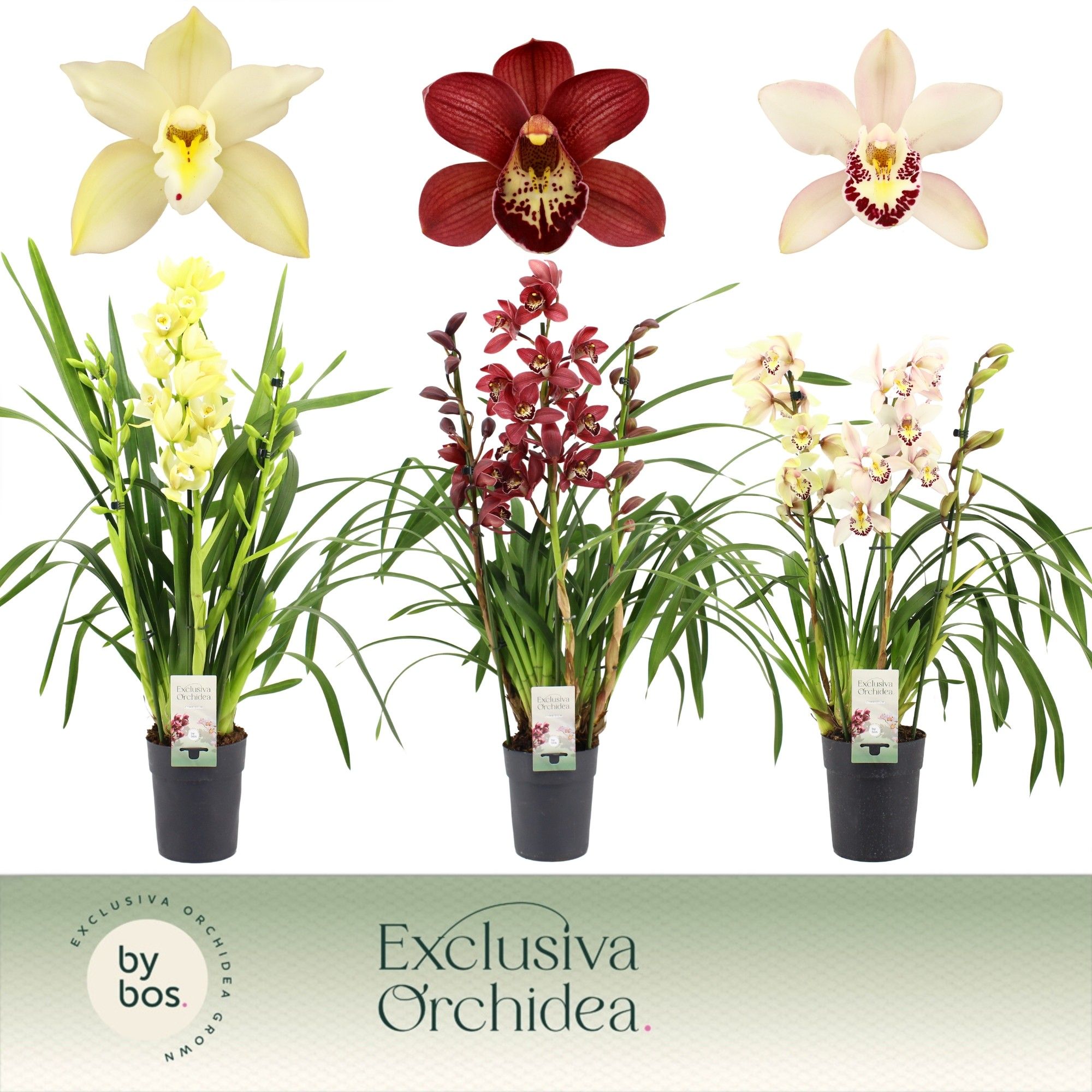 Cymbidium, Mix 3-spike P14 'Exclusiva Orchidea', D 14 cm