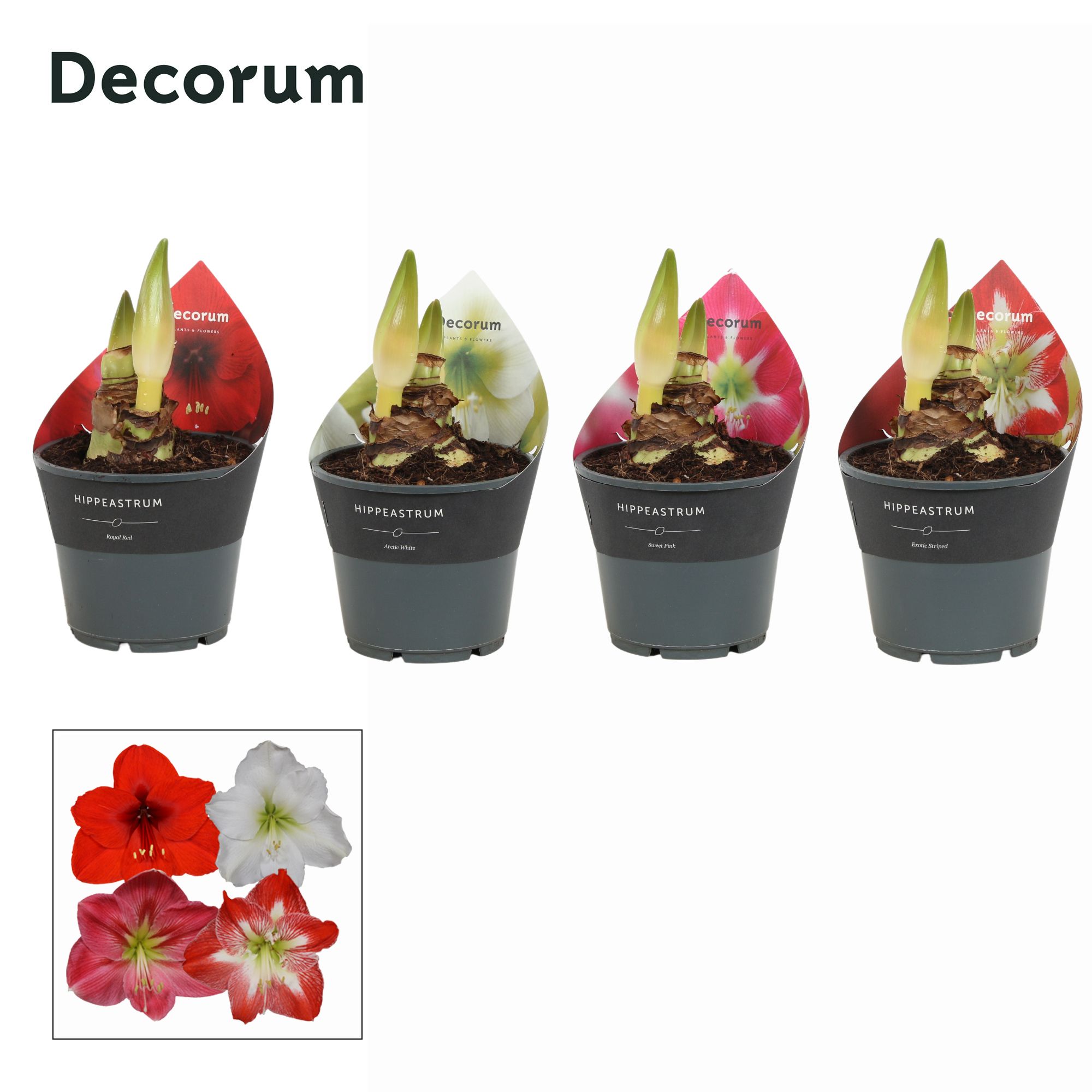 Amaryllis Mix 2 Knop Extra OP (Decorum), D 14