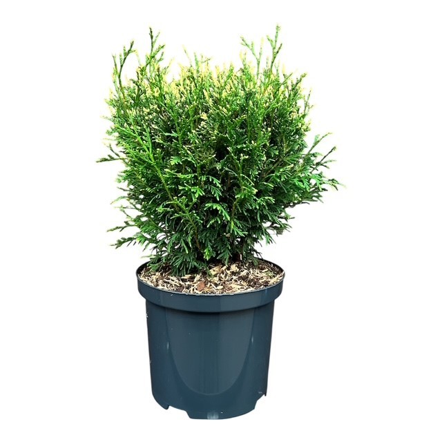 Thuja o. 'Piccadilly', D 18