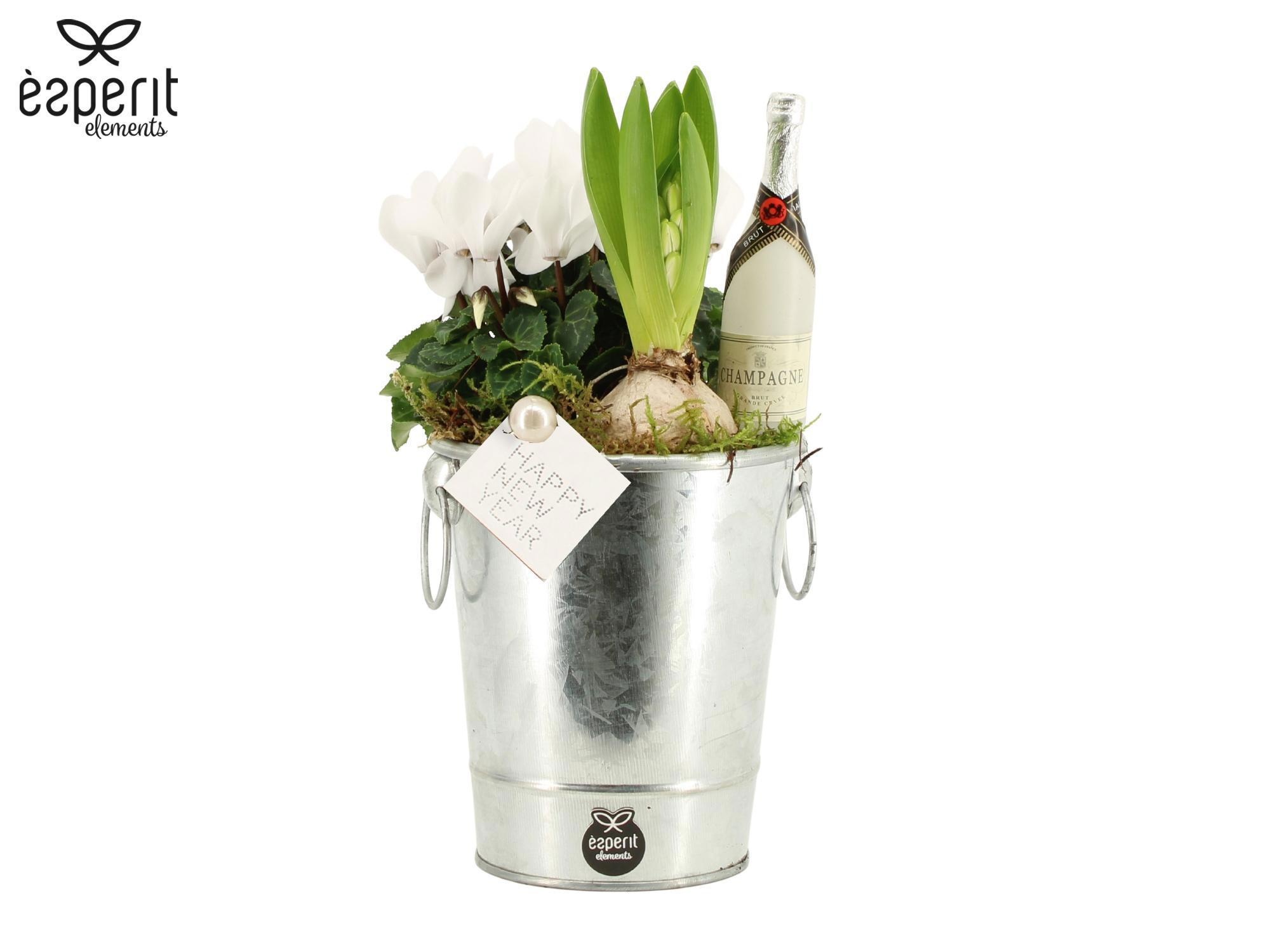 62157: New Year arrangement, D 12